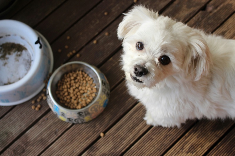 A small dog being fed at home next to its senior owner.